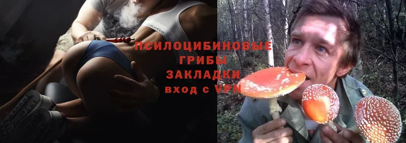 маркетплейс какой сайт  Приморско-Ахтарск  Галлюциногенные грибы Psilocybe 